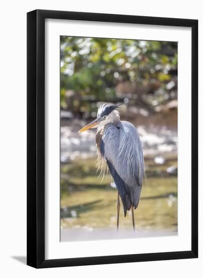 USA, Florida, Orlando, Great Blue Heron, Gatorland-Lisa S. Engelbrecht-Framed Photographic Print