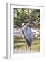 USA, Florida, Orlando, Great Blue Heron, Gatorland-Lisa S. Engelbrecht-Framed Photographic Print