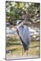 USA, Florida, Orlando, Great Blue Heron, Gatorland-Lisa S. Engelbrecht-Mounted Photographic Print