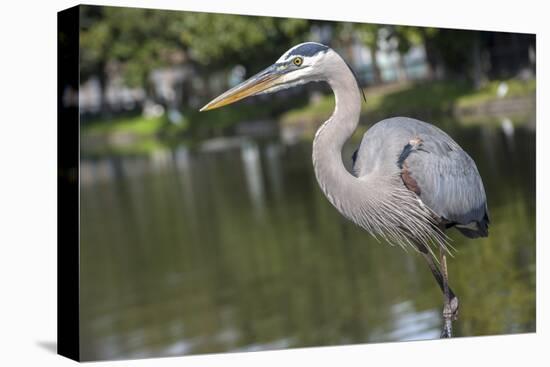 USA, Florida, Orlando, Great Blue Heron, Gatorland-Lisa S. Engelbrecht-Stretched Canvas