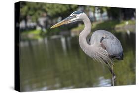 USA, Florida, Orlando, Great Blue Heron, Gatorland-Lisa S. Engelbrecht-Stretched Canvas