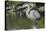 USA, Florida, Orlando, Great Blue Heron, Gatorland-Lisa S. Engelbrecht-Stretched Canvas