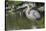 USA, Florida, Orlando, Great Blue Heron, Gatorland-Lisa S. Engelbrecht-Stretched Canvas