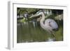 USA, Florida, Orlando, Great Blue Heron, Gatorland-Lisa S. Engelbrecht-Framed Premium Photographic Print