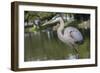 USA, Florida, Orlando, Great Blue Heron, Gatorland-Lisa S. Engelbrecht-Framed Photographic Print