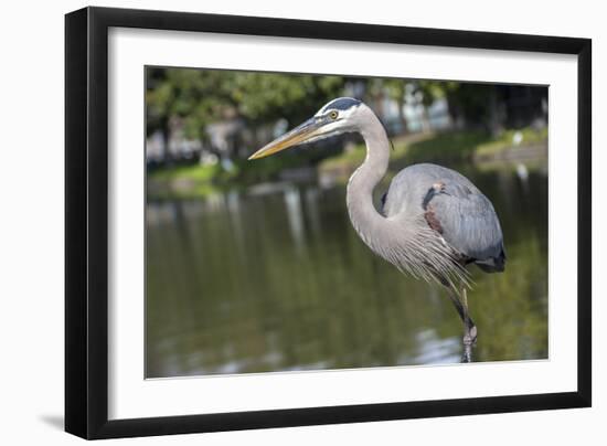 USA, Florida, Orlando, Great Blue Heron, Gatorland-Lisa S. Engelbrecht-Framed Photographic Print