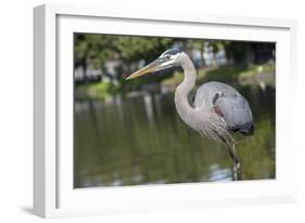 USA, Florida, Orlando, Great Blue Heron, Gatorland-Lisa S. Engelbrecht-Framed Photographic Print