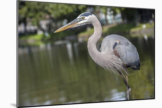 USA, Florida, Orlando, Great Blue Heron, Gatorland-Lisa S. Engelbrecht-Mounted Photographic Print