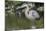 USA, Florida, Orlando, Great Blue Heron, Gatorland-Lisa S. Engelbrecht-Mounted Photographic Print