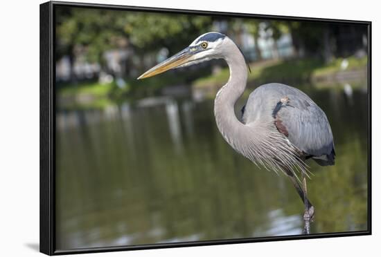 USA, Florida, Orlando, Great Blue Heron, Gatorland-Lisa S. Engelbrecht-Framed Photographic Print