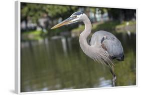 USA, Florida, Orlando, Great Blue Heron, Gatorland-Lisa S. Engelbrecht-Framed Photographic Print