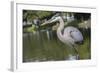 USA, Florida, Orlando, Great Blue Heron, Gatorland-Lisa S. Engelbrecht-Framed Photographic Print