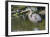 USA, Florida, Orlando, Great Blue Heron, Gatorland-Lisa S. Engelbrecht-Framed Photographic Print