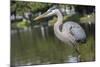 USA, Florida, Orlando, Great Blue Heron, Gatorland-Lisa S. Engelbrecht-Mounted Photographic Print