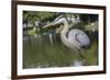 USA, Florida, Orlando, Great Blue Heron, Gatorland-Lisa S. Engelbrecht-Framed Photographic Print