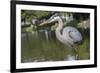 USA, Florida, Orlando, Great Blue Heron, Gatorland-Lisa S. Engelbrecht-Framed Photographic Print