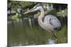 USA, Florida, Orlando, Great Blue Heron, Gatorland-Lisa S. Engelbrecht-Mounted Photographic Print