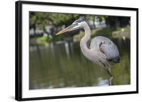 USA, Florida, Orlando, Great Blue Heron, Gatorland-Lisa S. Engelbrecht-Framed Photographic Print