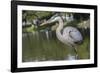 USA, Florida, Orlando, Great Blue Heron, Gatorland-Lisa S. Engelbrecht-Framed Photographic Print