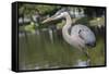 USA, Florida, Orlando, Great Blue Heron, Gatorland-Lisa S. Engelbrecht-Framed Stretched Canvas