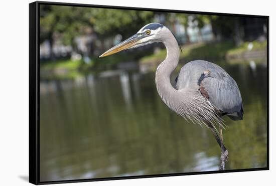 USA, Florida, Orlando, Great Blue Heron, Gatorland-Lisa S. Engelbrecht-Framed Stretched Canvas