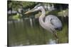 USA, Florida, Orlando, Great Blue Heron, Gatorland-Lisa S. Engelbrecht-Stretched Canvas