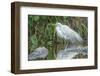 USA, Florida, Orlando. Great Egret and alligator at Gatorland.-Jim Engelbrecht-Framed Photographic Print