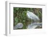 USA, Florida, Orlando. Great Egret and alligator at Gatorland.-Jim Engelbrecht-Framed Photographic Print