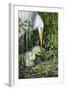 USA, Florida, Orlando. Great Egret and baby egret at Gatorland.-Jim Engelbrecht-Framed Photographic Print