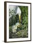 USA, Florida, Orlando. Great Egret and baby egret at Gatorland.-Jim Engelbrecht-Framed Photographic Print