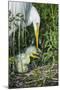 USA, Florida, Orlando. Great Egret and baby egret at Gatorland.-Jim Engelbrecht-Mounted Photographic Print