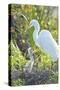 USA, Florida, Orlando. Great Egret and baby egret at Gatorland.-Jim Engelbrecht-Stretched Canvas