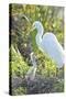 USA, Florida, Orlando. Great Egret and baby egret at Gatorland.-Jim Engelbrecht-Stretched Canvas