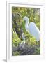 USA, Florida, Orlando. Great Egret and baby egret at Gatorland.-Jim Engelbrecht-Framed Premium Photographic Print