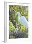 USA, Florida, Orlando. Great Egret and baby egret at Gatorland.-Jim Engelbrecht-Framed Photographic Print