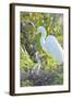 USA, Florida, Orlando. Great Egret and baby egret at Gatorland.-Jim Engelbrecht-Framed Photographic Print