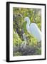 USA, Florida, Orlando. Great Egret and baby egret at Gatorland.-Jim Engelbrecht-Framed Photographic Print