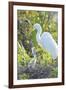 USA, Florida, Orlando. Great Egret and baby egret at Gatorland.-Jim Engelbrecht-Framed Photographic Print