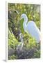 USA, Florida, Orlando. Great Egret and baby egret at Gatorland.-Jim Engelbrecht-Framed Premium Photographic Print