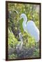 USA, Florida, Orlando. Great Egret and baby egret at Gatorland.-Jim Engelbrecht-Framed Premium Photographic Print