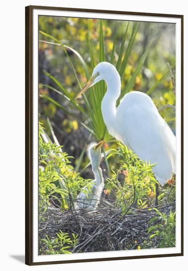 USA, Florida, Orlando. Great Egret and baby egret at Gatorland.-Jim Engelbrecht-Framed Premium Photographic Print