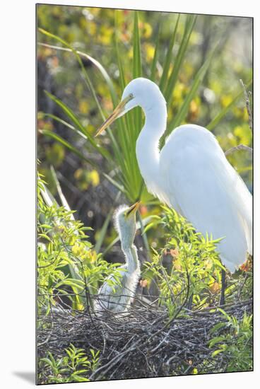 USA, Florida, Orlando. Great Egret and baby egret at Gatorland.-Jim Engelbrecht-Mounted Premium Photographic Print