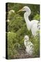 USA, Florida, Orlando. Great Egret and baby egret at Gatorland.-Lisa S. Engelbrecht-Stretched Canvas