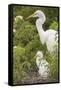 USA, Florida, Orlando. Great Egret and baby egret at Gatorland.-Lisa S. Engelbrecht-Framed Stretched Canvas