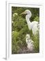USA, Florida, Orlando. Great Egret and baby egret at Gatorland.-Lisa S. Engelbrecht-Framed Premium Photographic Print