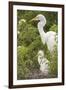 USA, Florida, Orlando. Great Egret and baby egret at Gatorland.-Lisa S. Engelbrecht-Framed Premium Photographic Print