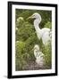 USA, Florida, Orlando. Great Egret and baby egret at Gatorland.-Lisa S. Engelbrecht-Framed Premium Photographic Print