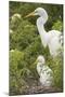 USA, Florida, Orlando. Great Egret and baby egret at Gatorland.-Lisa S. Engelbrecht-Mounted Premium Photographic Print