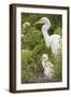 USA, Florida, Orlando. Great Egret and baby egret at Gatorland.-Lisa S. Engelbrecht-Framed Photographic Print