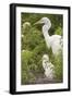 USA, Florida, Orlando. Great Egret and baby egret at Gatorland.-Lisa S. Engelbrecht-Framed Photographic Print